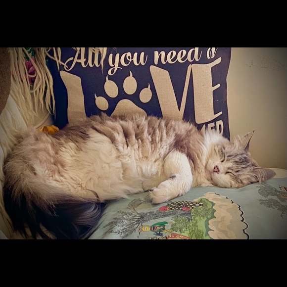 Curious Cat Lives Here - Picture 3 of 16